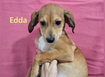 Edda geb. 09/2025 (GRC) - fröhliche, kleine Welpin!