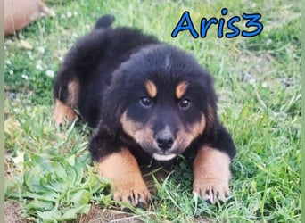 Aris3 geb. 03/2026 (GRC) - verschmuster Welpe möchte sein Leben beginnen!