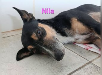 Nila geb. 08/2020 (ESP) - unkomplizierte und freundliche Traumhündin!