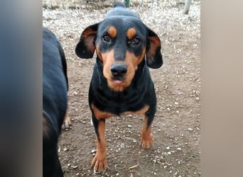 Rodoula geb. 2018 (GRC) - sehr ruhige und gelassene, süße und soziale Hündin!