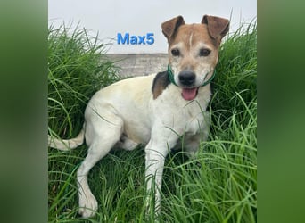 Max5 geb. 04/2022 (ESP) - liebevoller Hundemann verdient seine Chance!