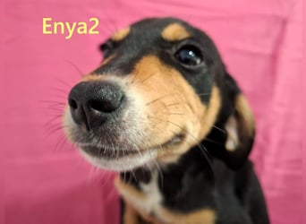 Enya2 geb. 09/2025 (GRC) - verspielte, süße Welpin!
