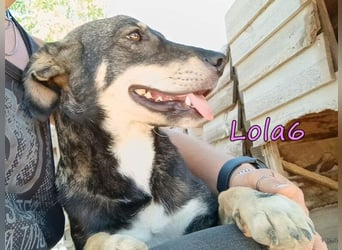 Lola6 geb. 01/2024 (GRC) - fröhliche Hundepartnerin sucht die richtige Familie!