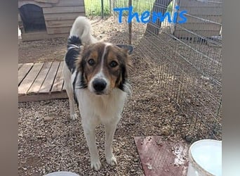 Themis geb. 03/2021 (GRC) - fröhlicher und neugieriger Rüde, ein kleiner Freigeist!