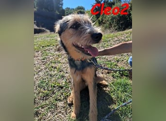 Cleo2 geb. 01/2025 (GRC) - süße und neugierige, kleine Welpin!