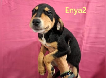 Enya2 geb. 09/2025 (GRC) - verspielte, süße Welpin!
