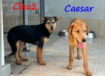 Cleo2 geb. 01/2025 (GRC) - süße und neugierige, kleine Welpin!