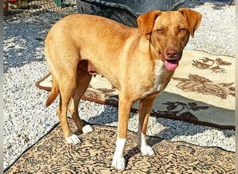 Greta3 geb. 05/2019 (GRC) - freundliche, schüchterne Schönheit!