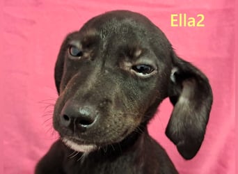 Ella2 geb. 09/2025 (GRC) - bezaubernde, liebe Welpin!