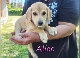 Alice geb. 03/2026 (GRC) - zauberhafte Welpin sucht ihre Chance!