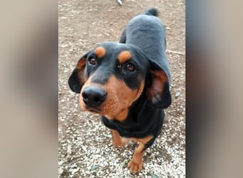 Rodoula geb. 2018 (GRC) - sehr ruhige und gelassene, süße und soziale Hündin!