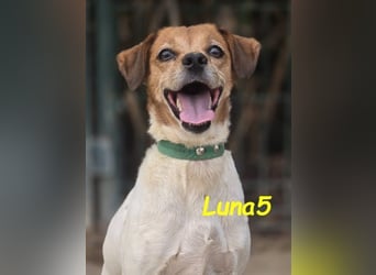 Luna5 geb. 06/2017 (ESP) - liebevolle und aufgeschlossene Hündin!