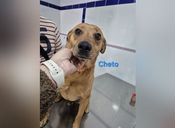 Cheto geb. 02/2020 (ESP) - treuer Hundepartner sucht seine zweite Chance!
