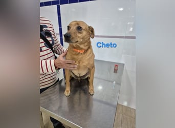 Cheto geb. 02/2020 (ESP) - treuer Hundepartner sucht seine zweite Chance!