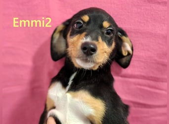 Emmi2 geb. 09/2025 (GRC) - lebensfrohe, kleine Welpin!