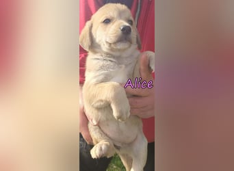 Alice geb. 03/2026 (GRC) - zauberhafte Welpin sucht ihre Chance!