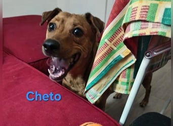 Cheto geb. 02/2020 (ESP) - treuer Hundepartner sucht seine zweite Chance!