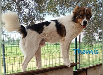 Themis geb. 03/2021 (GRC) - fröhlicher und neugieriger Rüde, ein kleiner Freigeist!