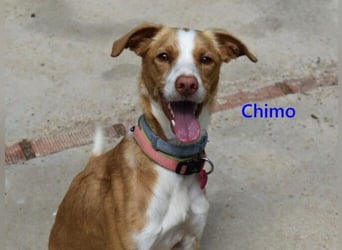 Chimo geb. 08/2024 (ESP) - verspielter Hundepartner sucht seine Familie!