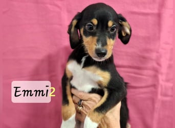 Emmi2 geb. 09/2025 (GRC) - lebensfrohe, kleine Welpin!