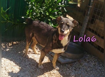 Lola6 geb. 01/2024 (GRC) - fröhliche Hundepartnerin sucht die richtige Familie!