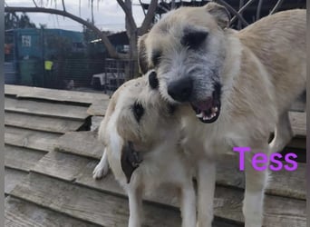 Tess geb. 12/2023 (GRC) - liebe und soziale Junghündin sucht ebensolche Menschen!