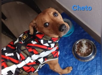 Cheto geb. 02/2020 (ESP) - treuer Hundepartner sucht seine zweite Chance!