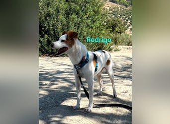 Rodrigo geb. 08/2021 (ESP) - gutmütiger und fröhlicher Hundepartner!