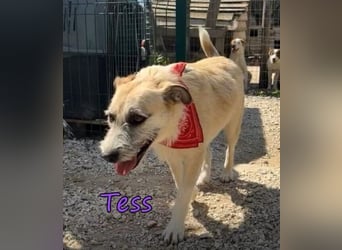 Tess geb. 12/2023 (GRC) - liebe und soziale Junghündin sucht ebensolche Menschen!