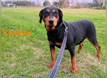 Rodoula geb. 2018 (GRC) - sehr ruhige und gelassene, süße und soziale Hündin!