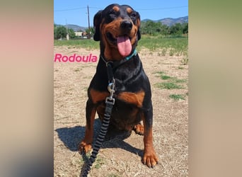 Rodoula geb. 2018 (GRC) - sehr ruhige und gelassene, süße und soziale Hündin!