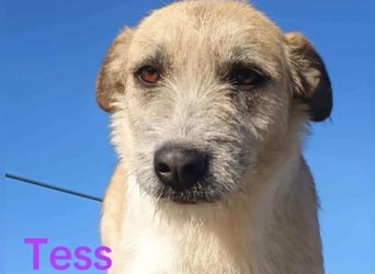 Tess geb. 12/2023 (GRC) - liebe und soziale Junghündin sucht ebensolche Menschen!