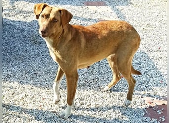 Greta3 geb. 05/2019 (GRC) - freundliche, schüchterne Schönheit!