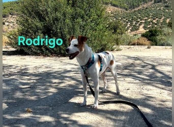 Rodrigo geb. 08/2021 (ESP) - gutmütiger und fröhlicher Hundepartner!