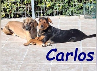 Carlos geb. 01/2025 (GRC) - sanfter und wunderschöner Junghund!