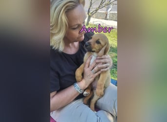 Amber geb. 03/2026 (GRC) - Welpenmädchen wünscht sich ein Zuhause!
