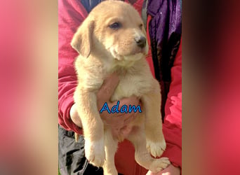Adam geb. 03/2026 (GRC) - Welpe sucht seine Familie!