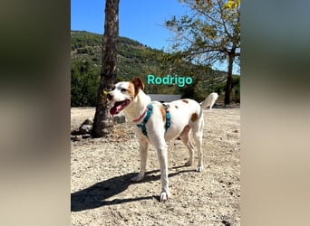 Rodrigo geb. 08/2021 (ESP) - gutmütiger und fröhlicher Hundepartner!
