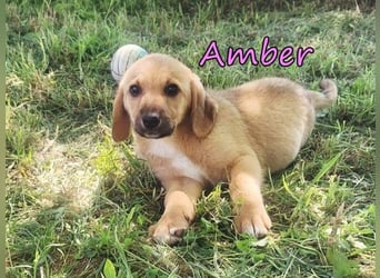 Amber geb. 03/2026 (GRC) - Welpenmädchen wünscht sich ein Zuhause!