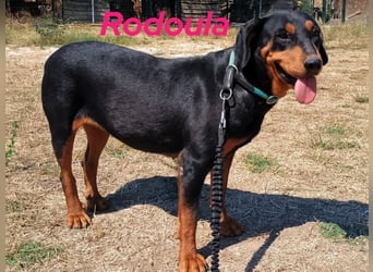 Rodoula geb. 2018 (GRC) - sehr ruhige und gelassene, süße und soziale Hündin!