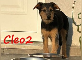 Cleo2 geb. 01/2025 (GRC) - süße und neugierige, kleine Welpin!