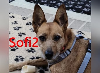 Sofi2 geb. 03/2021 (in Deutschland) - schlaue, soziale Hündin sucht Familienanschluss!