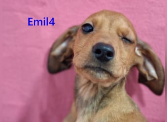 Emil4 geb. 09/2025 (GRC) - lustiger, zuckersüßer Welpe!