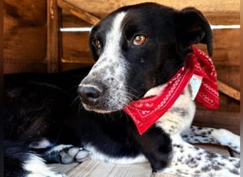 Hermes1 geb. 04/2023 (GRC) - lieber und sozialer Hundemann sucht Körbchen!