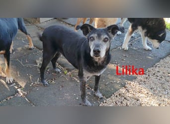 Lilika geb. 06/2016 (GRC) - sensilbe Hündin sucht geduldige Menschen und ein sicheres Zuhause!