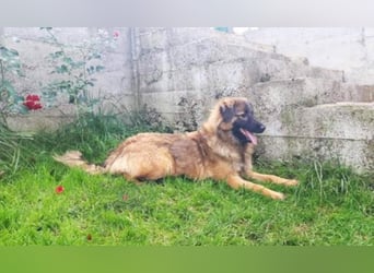 wunderschöne liebe Junghündin