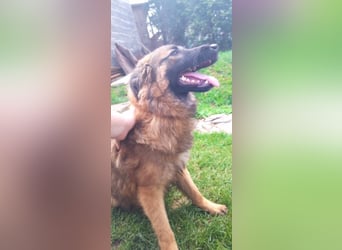 wunderschöne liebe Junghündin