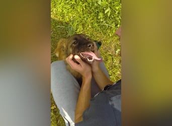 wunderschöne liebe Junghündin