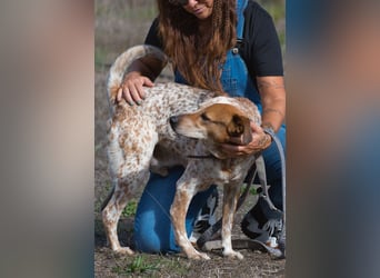 Duke – ein Schatz mit Handicap