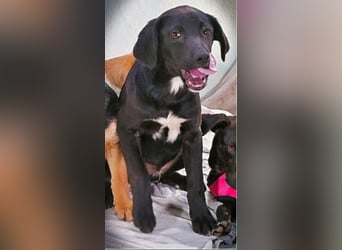 Mokka – neugierig und freundlich